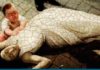Primeros casos de la Fiebre Amarilla en Buenos Aires
