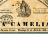 La camelia